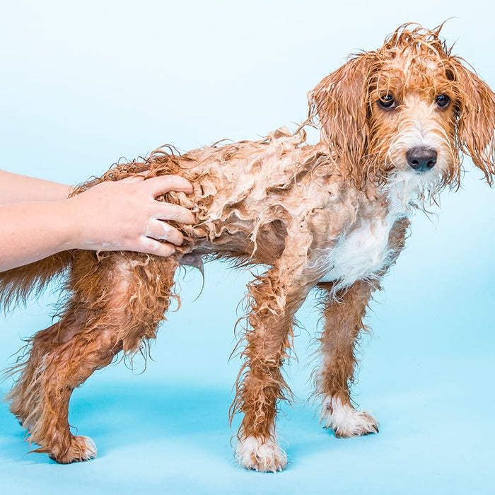 Shampooch in use