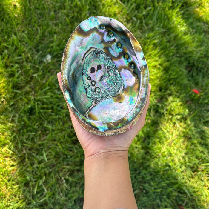 Abalone Shell