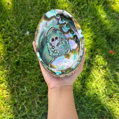 Abalone Shell