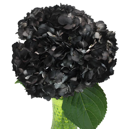 Black Airbrushed Hydrangea Flower Bunch in Hand