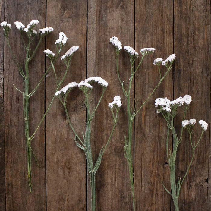 Blush Statice Flowers FlatLay