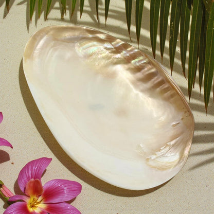 Bowl - Cebu Clam Shell
