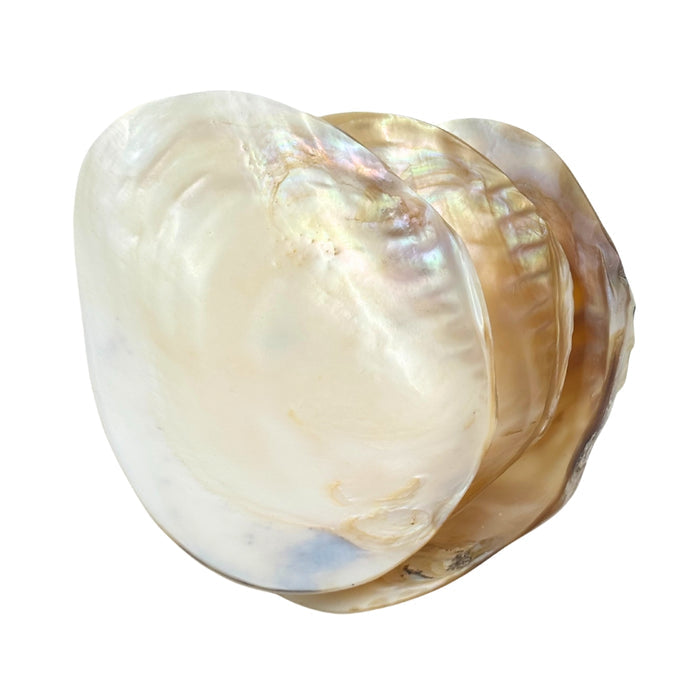 Bowl - Cebu Clam Shell