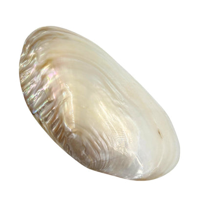 Bowl - Cebu Clam Shell