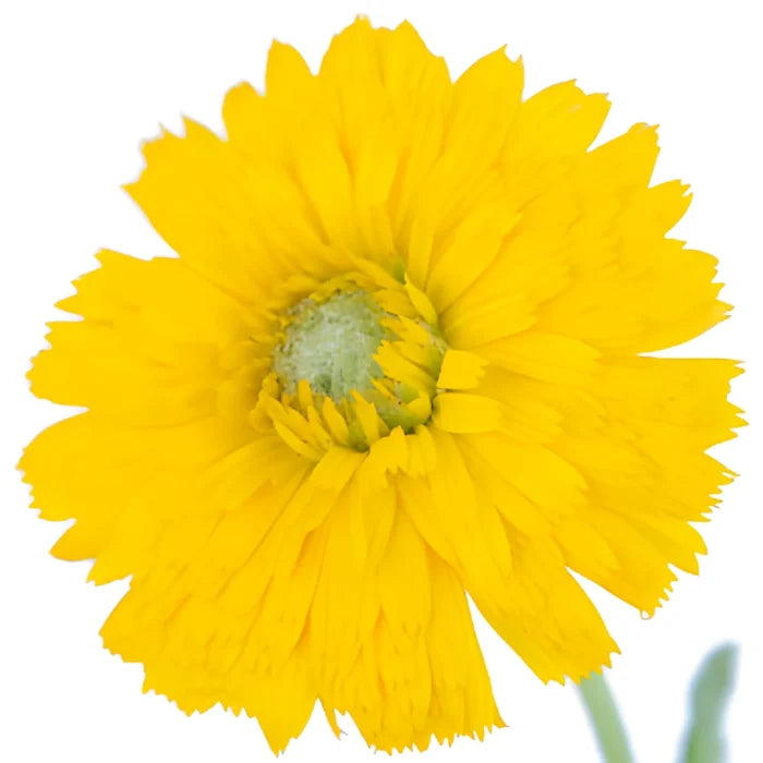 Golden Yellow Pot Marigold Calendula Flowers