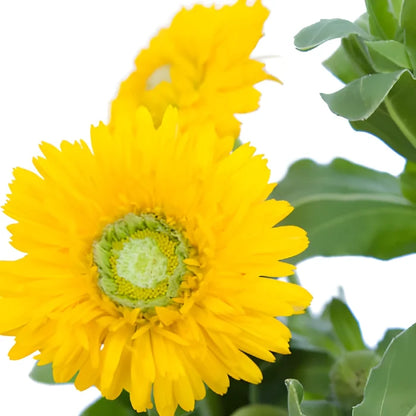 Golden Yellow Pot Marigold Calendula Flowers