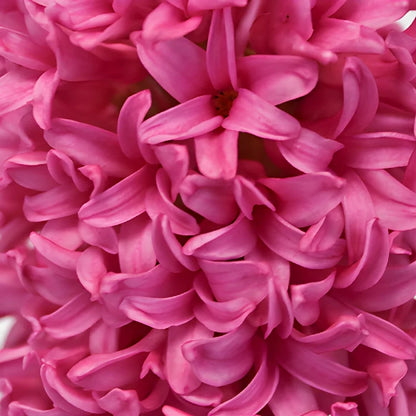 Hot Pink Hyacinth Flowers