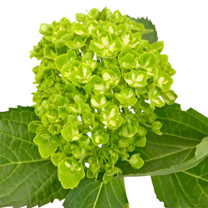 Lime Green Clover Hydrangea Wholesale Flower Bunch