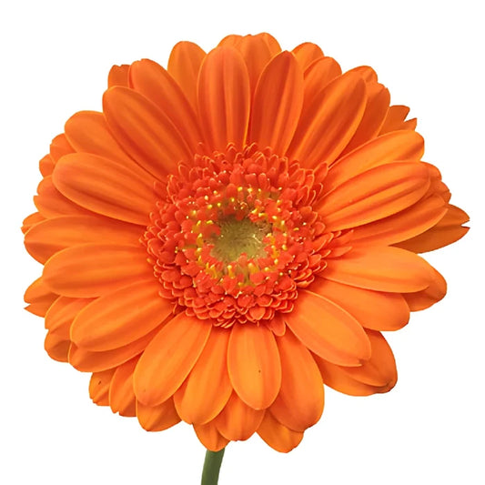 Orange Twist Mini Gerbera Daisies