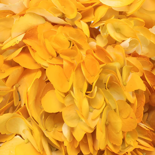 Pineapple Fizz Airbrushed Yellow Hydrangea Flower