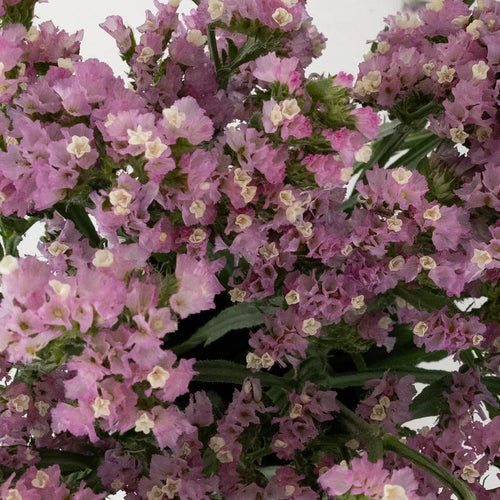 Pink Tissue Culture Statice Flower Close Up - Image