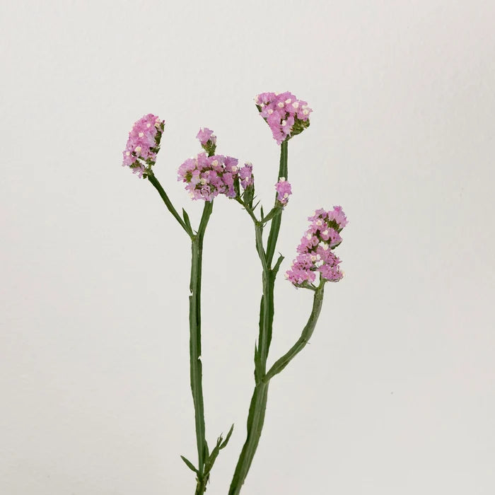 Pink Tissue Culture Statice Flower Stem - Image