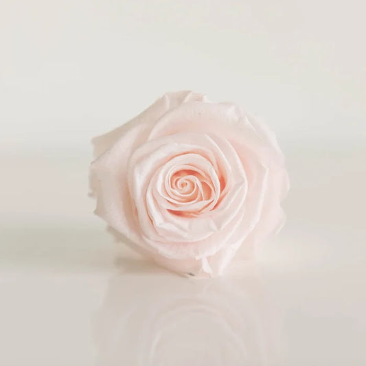 Preserved Baby Light Pink Rose Close Up - Image