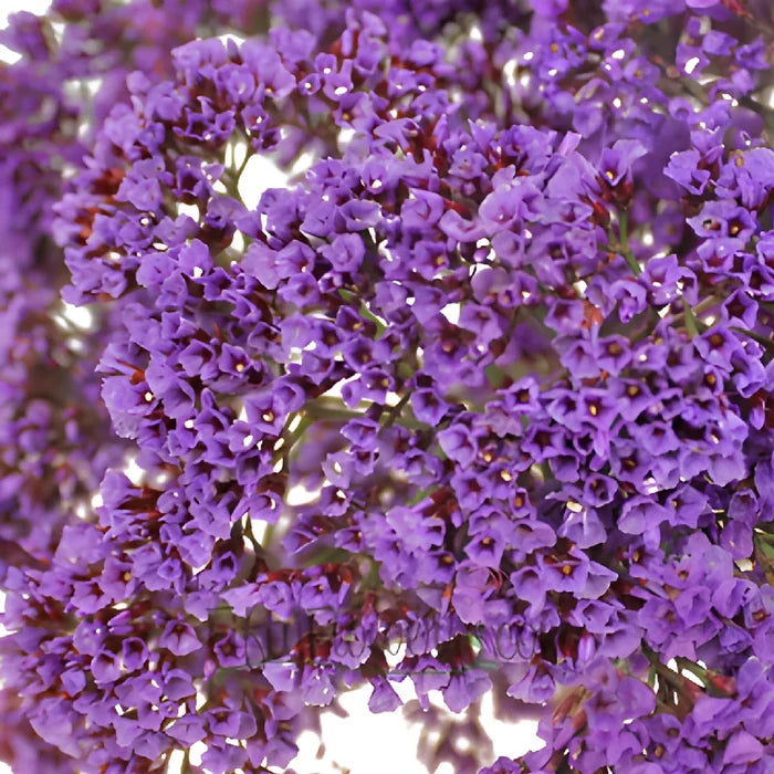 Purple Sea Foam Statice Flower