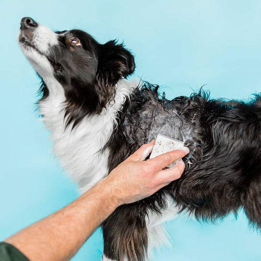 Shampooch in use